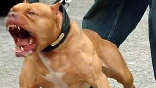 algunas de las razas más peligrosas del mundo by Master cachorro 1,093 views 2 months ago 2 minutes, 31 seconds