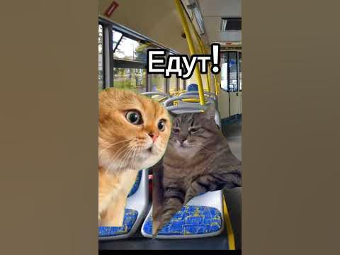 Лагерь. "Родительский день" #мем #мемныекоты #котики #вреееек #подишись ...