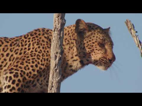 Video: Parque Nacional South Luangwa, Zambia: la guía completa