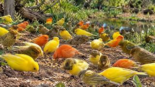 The UNBELIEVABLE Life of the BELGIAN CANARY and the Wild Kingdom 😱