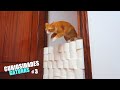 CURIOSIDADES DE LOS GATOS 3