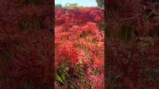 Flower of Death - Red Spider Lily