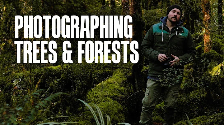 Tree & Forest landscape photography tutorial - DayDayNews