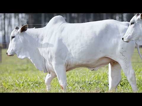 LOTE 84 - CSCF 7799 - CSCF 8123