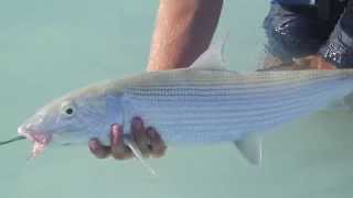 Fly Fishing South Pacific - Leland Fly Fishing Outfitters