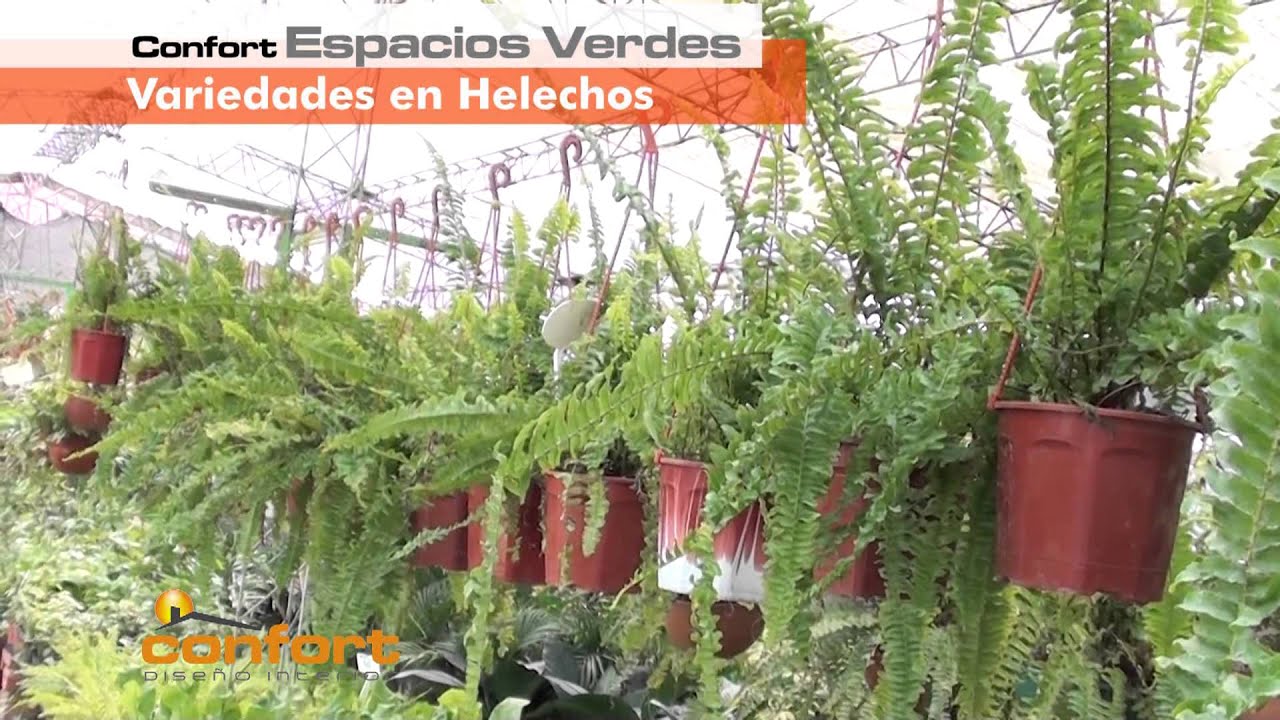 VIVERO ALEGRÍA - Variedad en Helechos