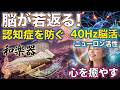 【認知症予防】40Hzサウンドで脳を若返らせる！日本の桜の景色と琴と尺八BGM 40Hzガンマ波 自律神経を整える音楽が導く脳活生活