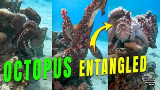 Two Octopus Attempts to Mate as One Gets Entangled