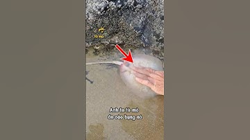 Thật Không Thể Tin Được 😤😤#dongvat #shrots