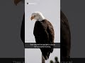Bald Eagle Eyesight Facts #baldeagles #eagles #facts #birdsofprey #viral #shorts