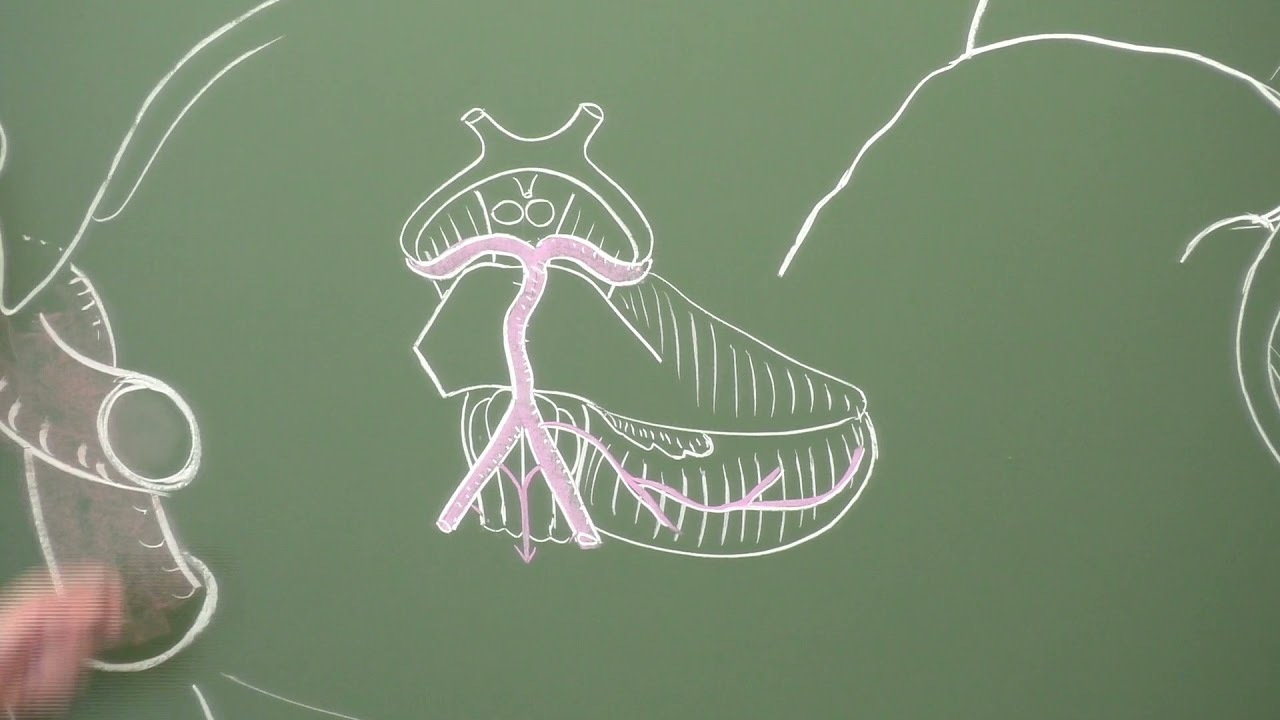 Neuroanatomie 10 : artères du cerveau ou vascularisation artérielle de l'encéphale [Brain arteries]