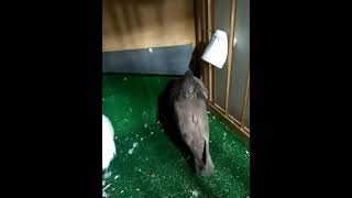 حمامه pigeon حمامة حمام حيوانات طائر طيور animals animal cute morocco maroc