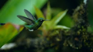 Il colibrì sfida la forte pioggia