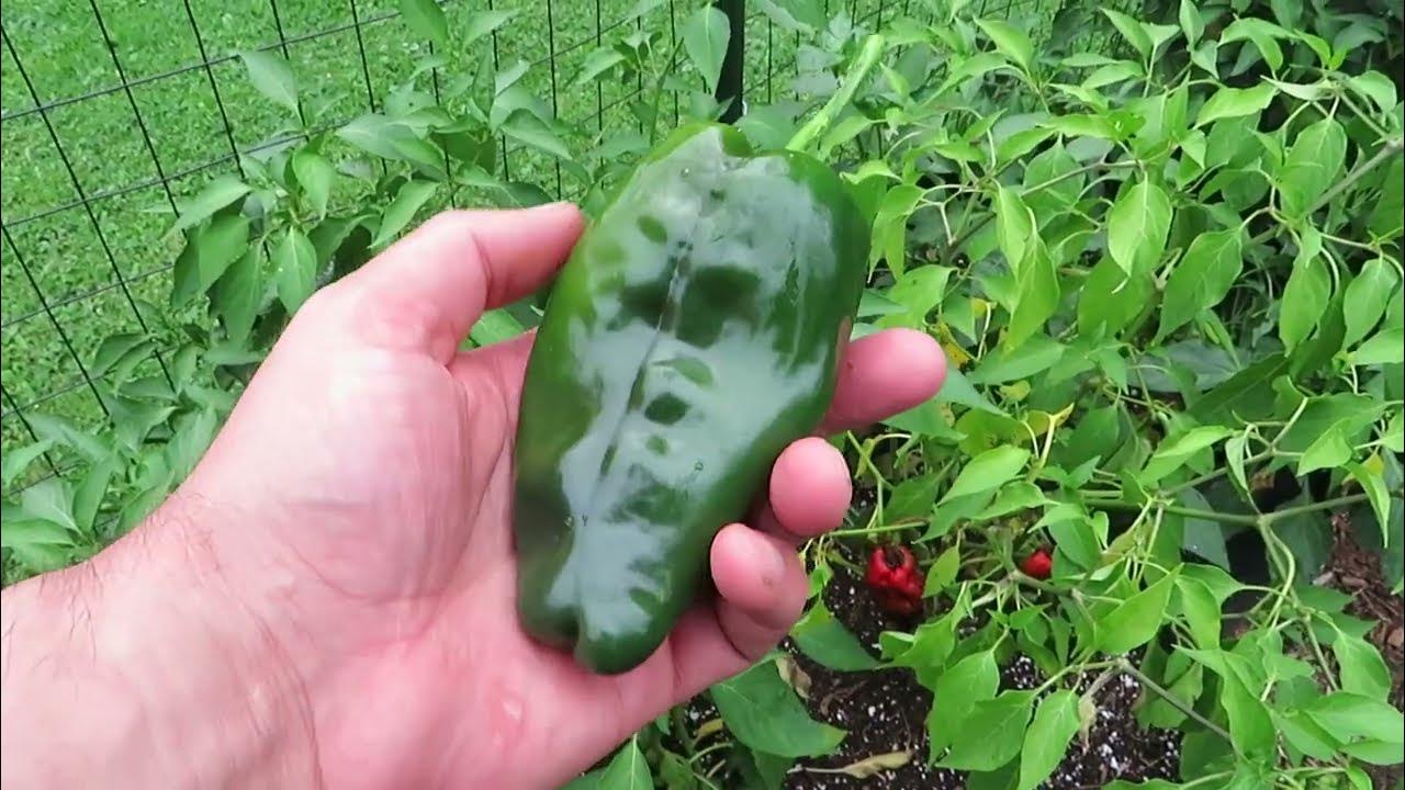 Growing Poblano Peppers YouTube