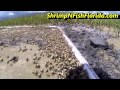 How To Catch Fiddler crabs, The Fiddler Crab Roundup Part 1 of 2