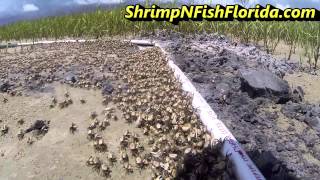 How To Catch Fiddler crabs, The Fiddler Crab Roundup Part 1 of 2