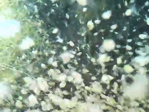 Vidéo: Les Gènes Chimiorécepteurs De La Puce D'eau Daphnia Pulex: Beaucoup De Grs Mais Pas D'Ors