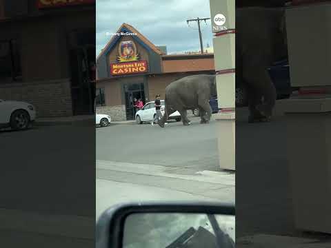 Elephant roams through Butte, Montana streets after escaping circus.