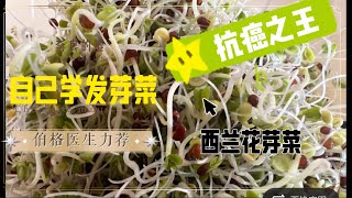 轻松自己发芽菜，抗癌好物西兰花芽菜家庭菜桌天天有