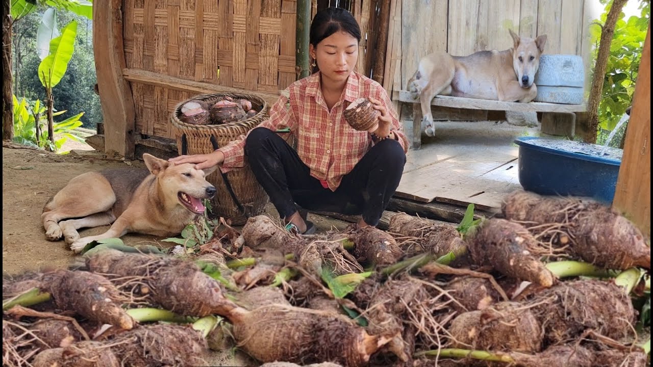 Pluck taro, bring it to the market to sell and plant beans