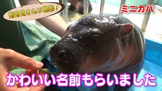 ミニカバの赤ちゃん、名前発表！ - YouTube