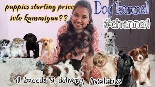 Puppies for sale in Chennai | Dog kennal in tamilnadu | zoom pets |#zoompetschennai  #puppysale by Our Story's Different 4,898 views 1 year ago 13 minutes, 19 seconds