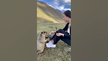 Кормит сурков | Сурки едят печенье | Cурки байбаки #животные #animals #shorts