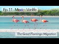 Ep. 11 - Rio Lagartos, Mexico - Endless flamingos, pink salt lakes, and white clay bath