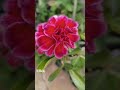 Rosa do deserto Mikki#encantadora#detalhes#formosa #cores #youtubeshorts