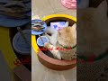 كلب يشاهد توم وجيري 