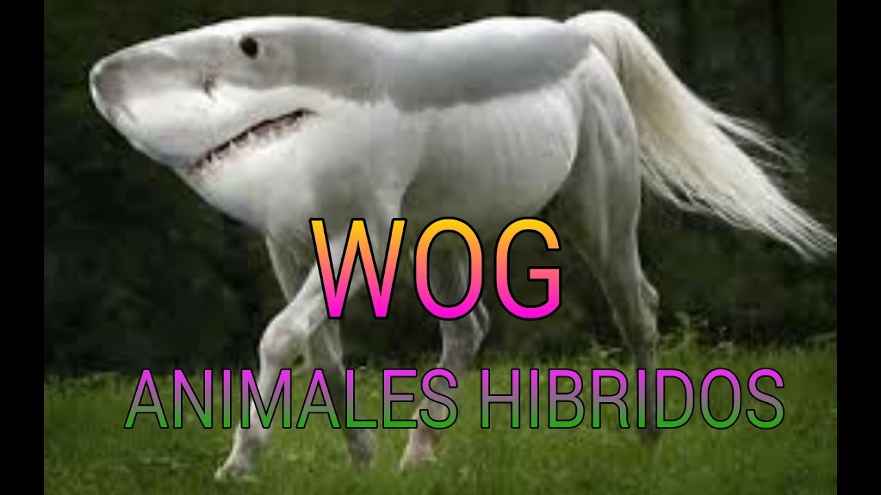 ANIMALES HÍBRIDOS!!! (HIBRIDS ANIMALS) -WOG video phone beyonce mp3