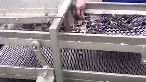 cashew separating and sorting