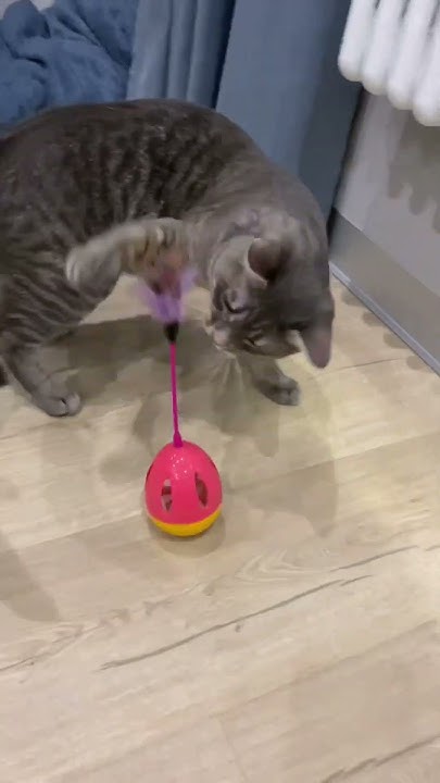 Игрушки для кота 😻 #котики #кот #кошки # - YouTube