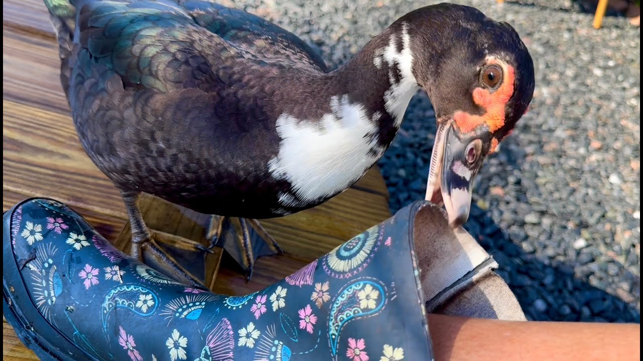 Brave Ducks Taste my Boots - It’s Funny