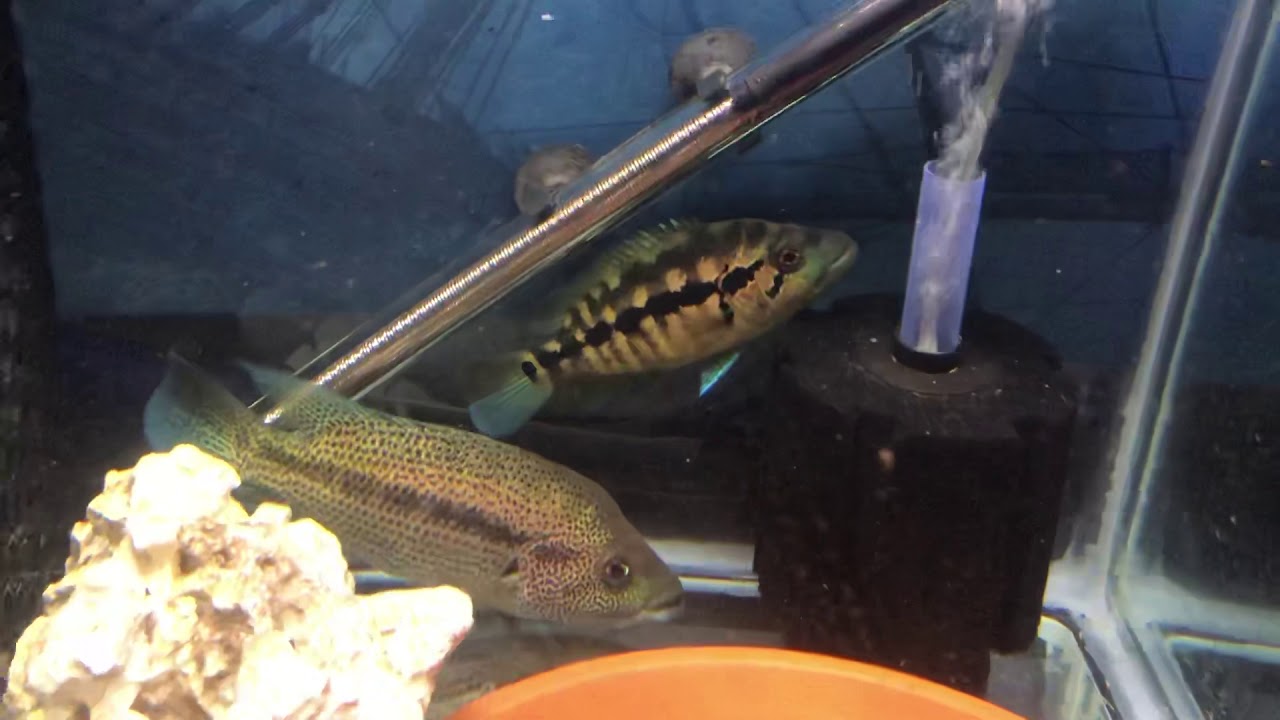 camera iphone 8 plus apk WC Dovii pair