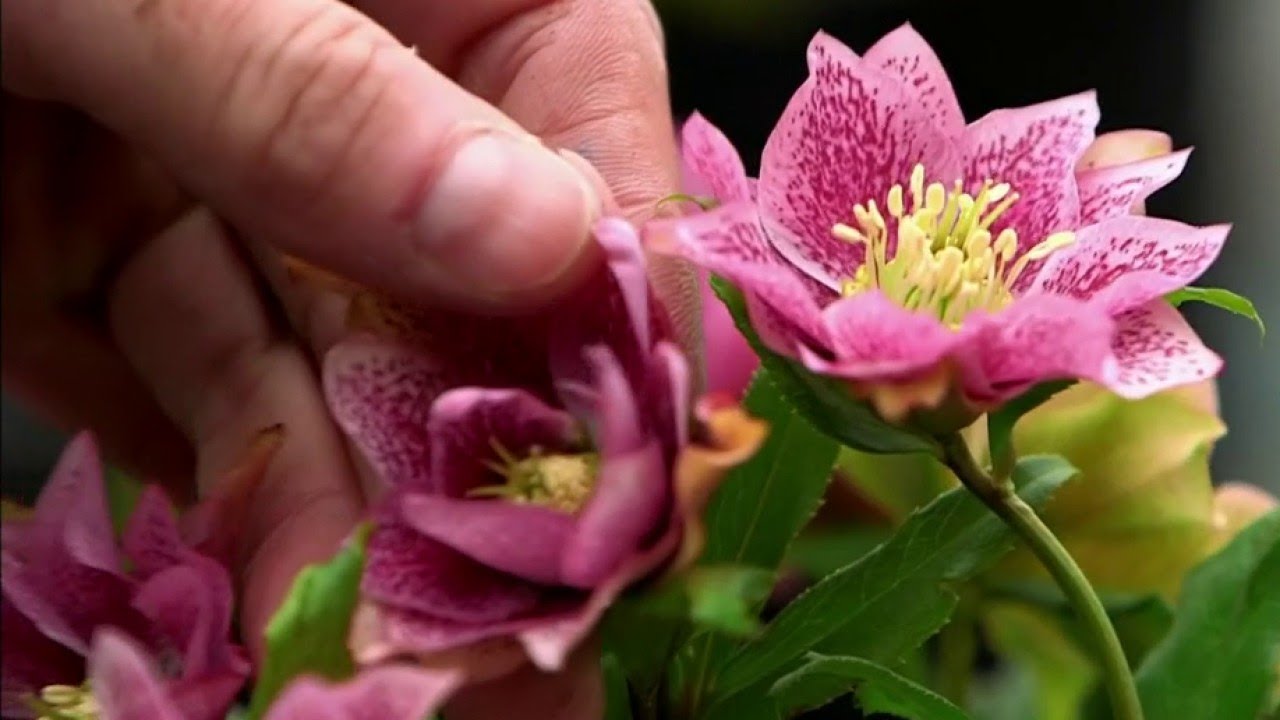 Jardin Les hellébores YouTube