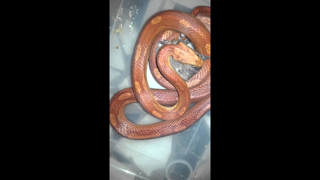 camera iphone 8 plus apk Corn Snake Comendo Camundongo