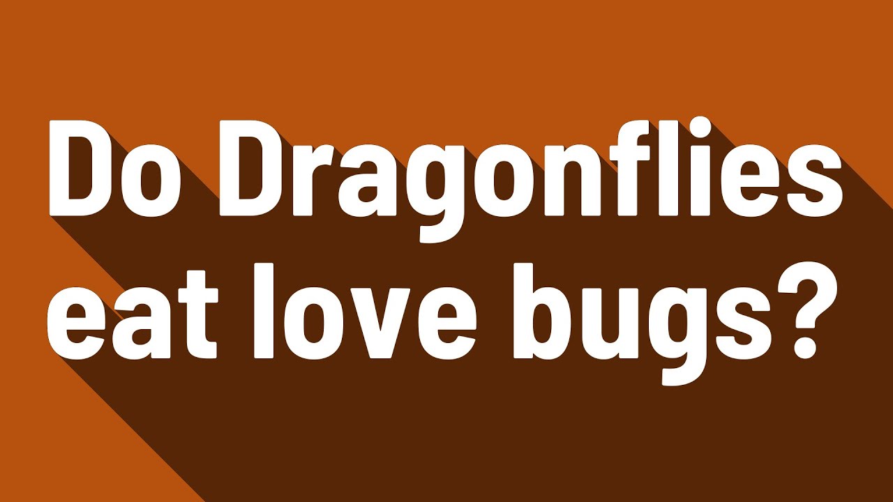 Do Dragonflies eat love bugs? YouTube