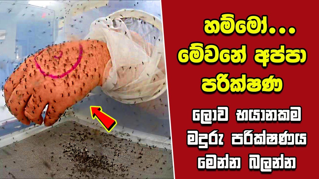 ඔබ මේවා දකින්නේ ජිවිතේ පළමු වතාවට EP:237