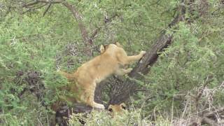 Six Lion Cubs Playing In Thorn Tree.