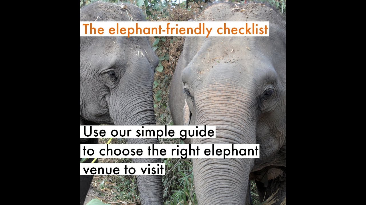 elephant rides phuket Be an elephant-friendly tourist