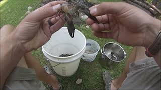 How to Clean and Cook Crayfish (Northern Wisconsin Style)