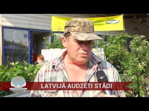 Video: Augu Audzētava Maxiplant Kirovskā