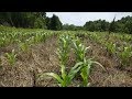 No Till Corn, Sunflower & Pond Dam Update 06-06-17 Looking AMAZING!!
