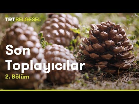 Son Toplayıcılar | Çam Fıstığı ve Kurbağa | TRT Belgesel