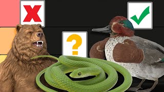 Ranking Which Animals We Could Beat In A Fight