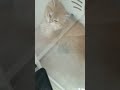 Cute meow cats 6.20😻💞😻#cat #catlover #cute #kitten #meow #viralvideo #viralshorts