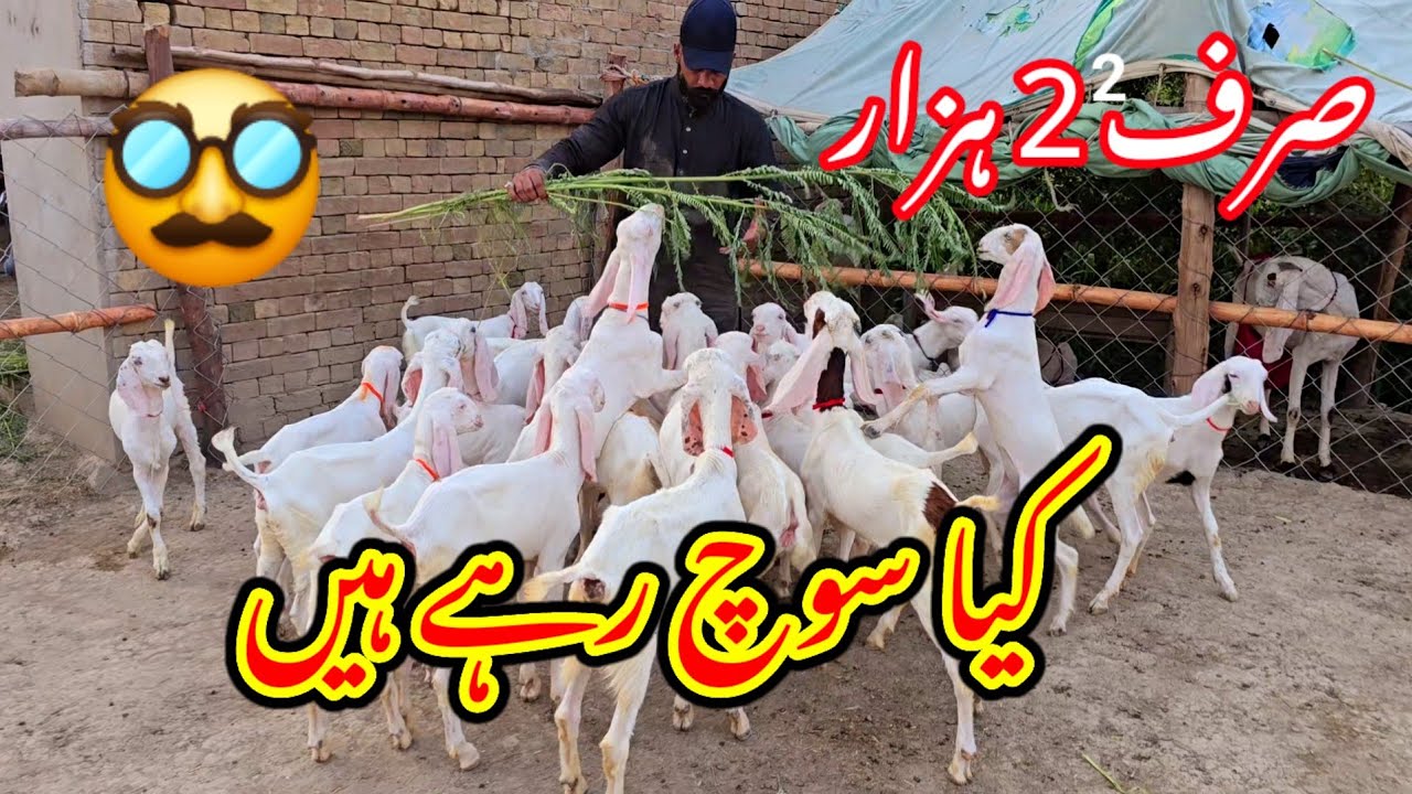 Pakistan R Sabir Pakistan 2024 Sabir goat farm 5 July 2024 Chhote bacchon ki video - YouTube