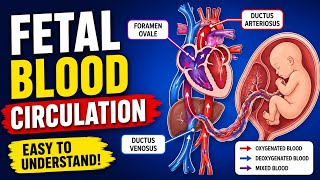Fetal Blood Circulation | OBG Easy Explained | Ductus Venosus, Foramen Ovale & Ductus Arteriosus