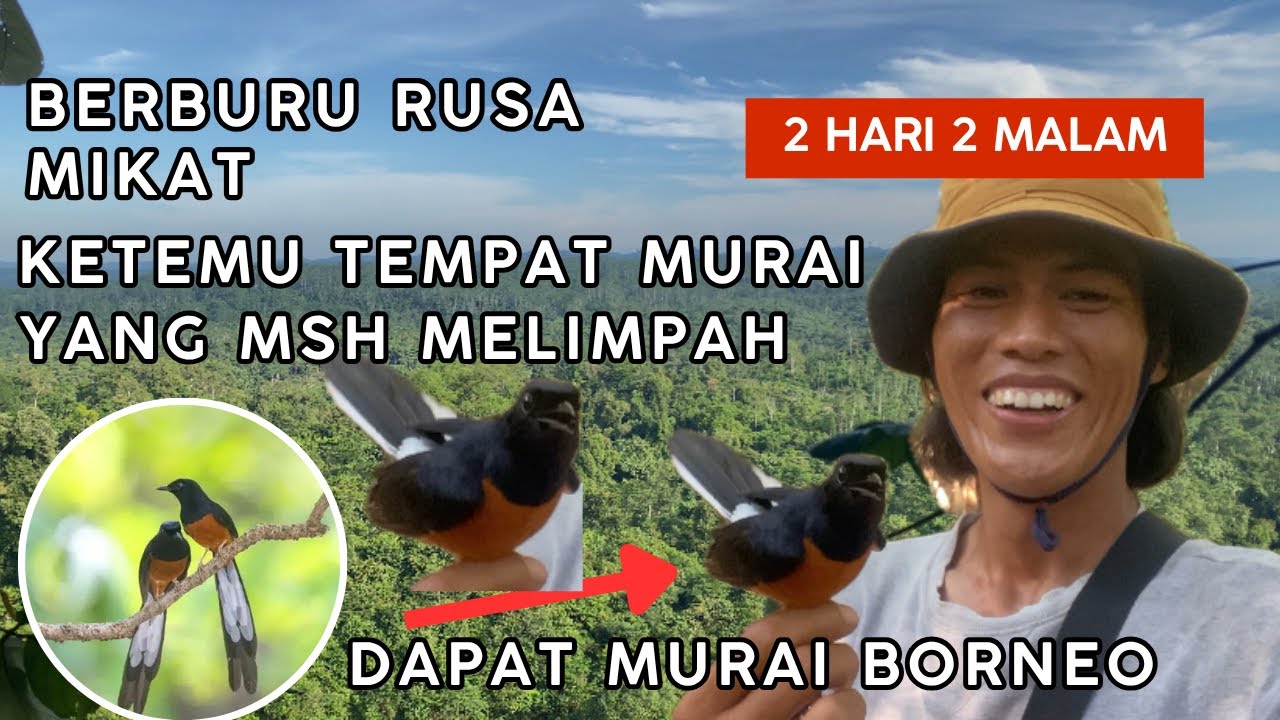 2 HARI 2 MALAM ❗️❗️BERPETUALANG KE DALAM HUTAN PEDALAMAN MENCARI RUSA DAN BURUNG. 
